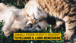 Tutela degli animali: esseri senzienti